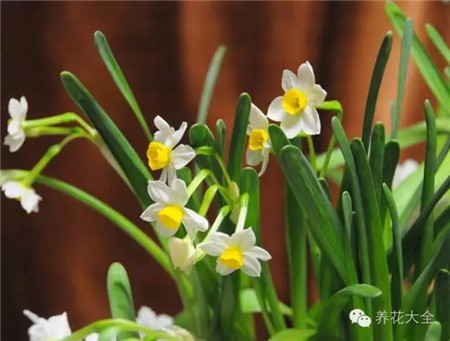 肥皂水促進水仙開花