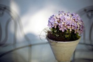 秋季降溫，盆花入室要點