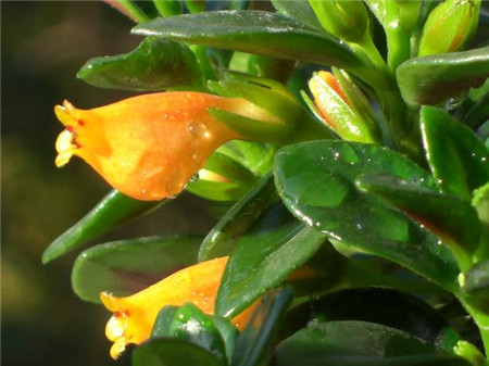 金魚吊蘭不開(kāi)花怎么辦