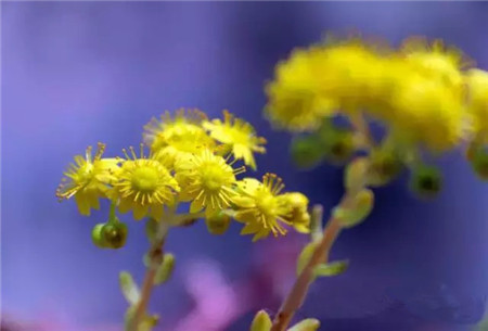 小人祭開花會死嗎