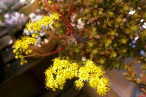 小人祭什么時(shí)候開花