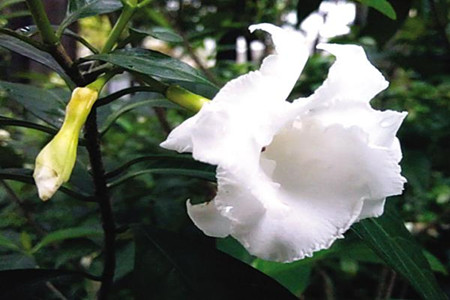 狗牙花扦插后的養(yǎng)護