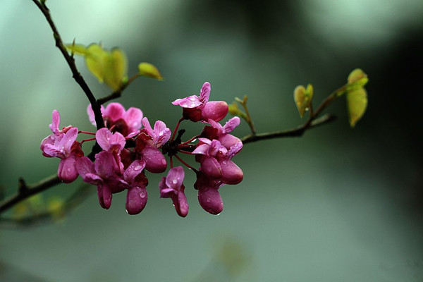 紫荊盆景的養(yǎng)護(hù)方法