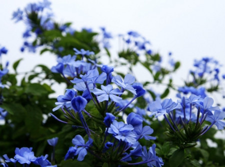 藍(lán)花丹的播種繁殖