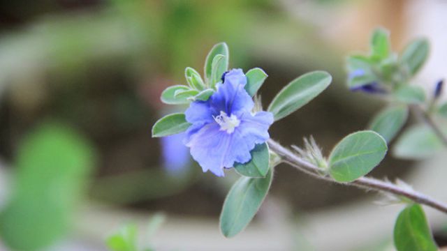 藍(lán)星花如何扦插