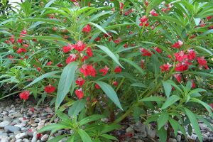 怎么給鳳仙花施肥