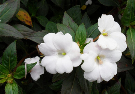 鳳仙花需要每天都澆水嗎