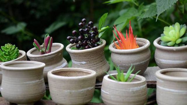 多肉種植怎么選花盆