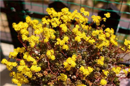 小人祭開(kāi)花