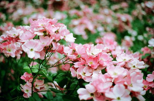 春季，花卉何時(shí)適合出室？