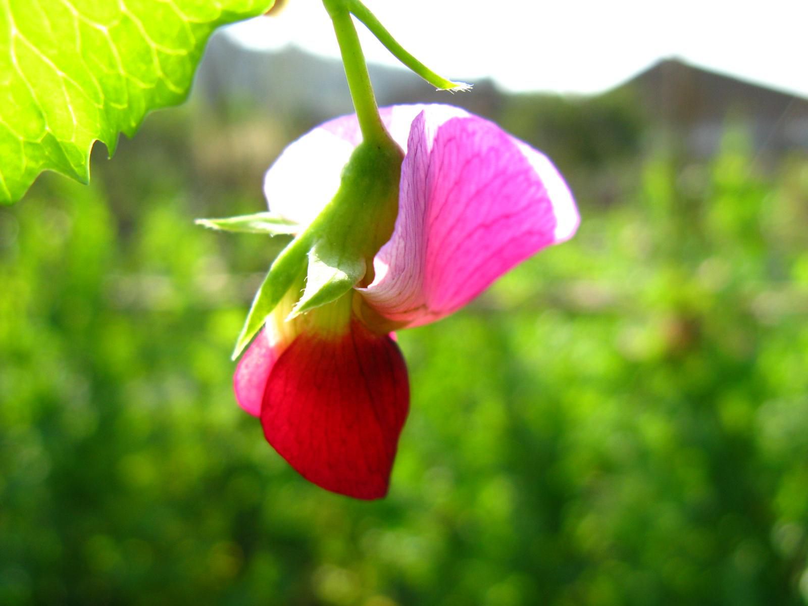 秋季，花卉該怎樣施肥？