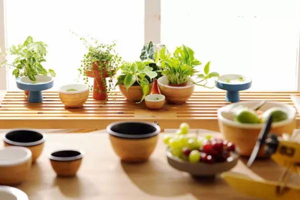 養(yǎng)花的9大誤區(qū)，不要再“摧殘”你家的植物了！