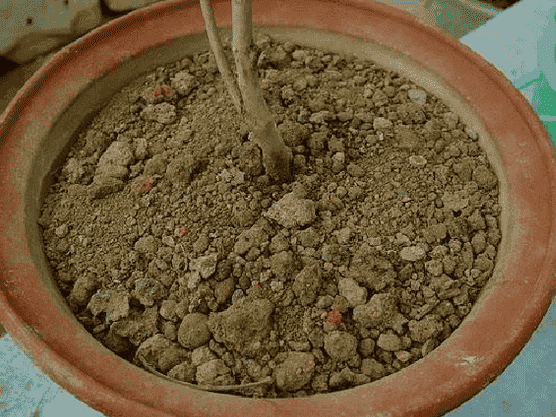 壓緊茶花盆土