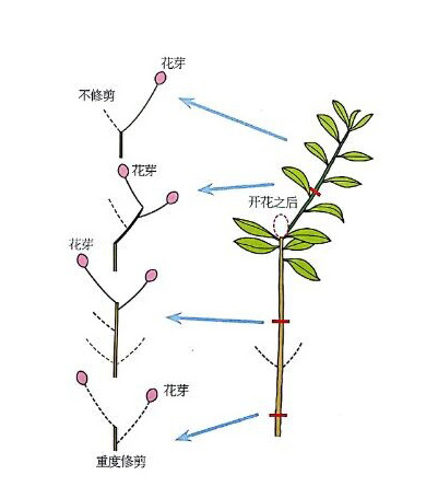 杜鵑花修剪示意圖