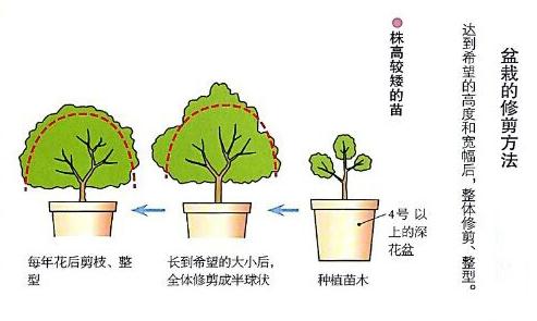 杜鵑花盆栽杜鵑花修剪方法