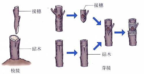 發(fā)財(cái)樹砧木與接穗