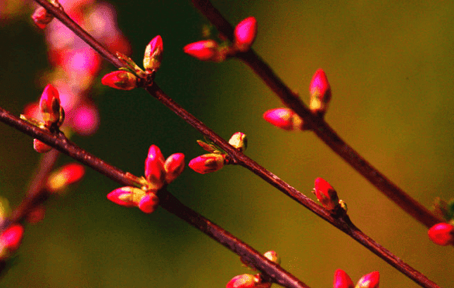 梅花花芽