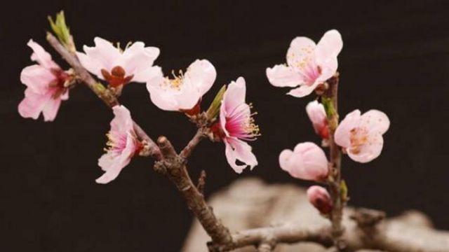 梅花怎么修剪枝葉