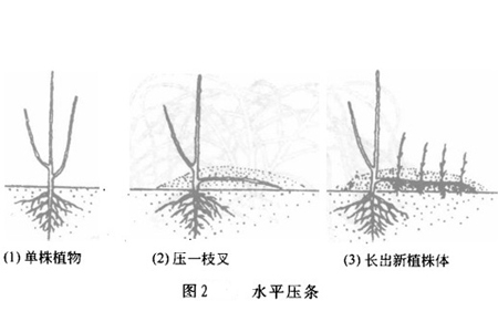 迎春花的壓條法