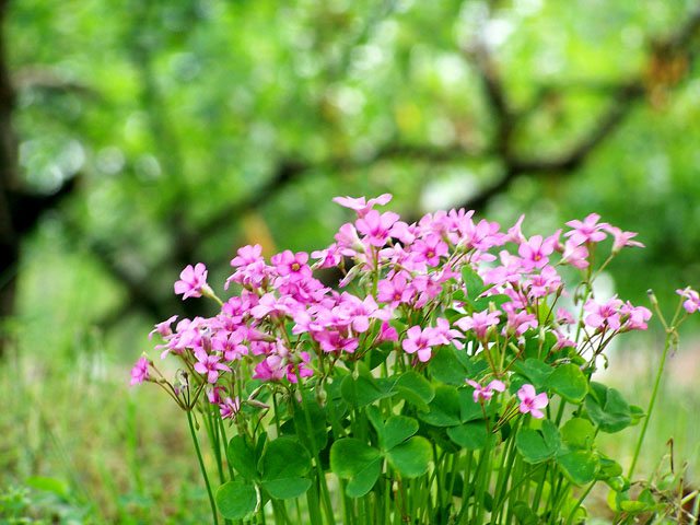 酢漿草開花的環(huán)境要求