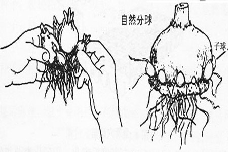 風信子分球繁殖方法