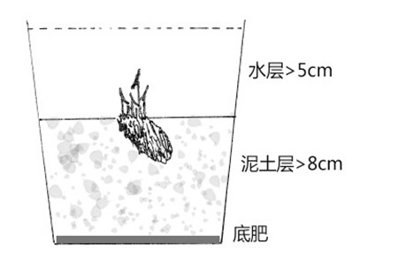 睡蓮水培的深度