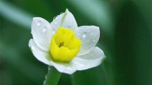 水仙花如何澆水