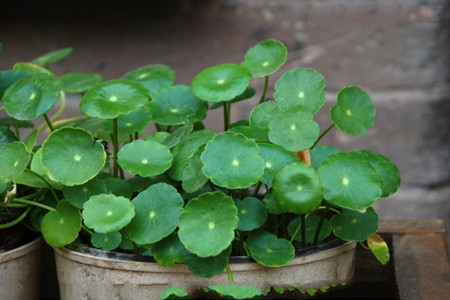 荷花旱養(yǎng)的圖片