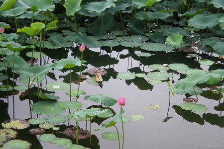 冬季水池貯藏荷花的圖片