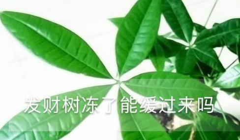 發(fā)財(cái)樹凍了能緩過來嗎，凍了怎么澆水