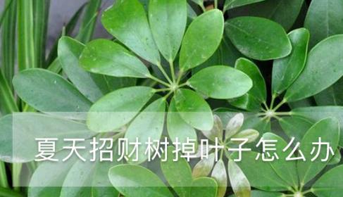 夏天招財(cái)樹(shù)掉葉子怎么辦