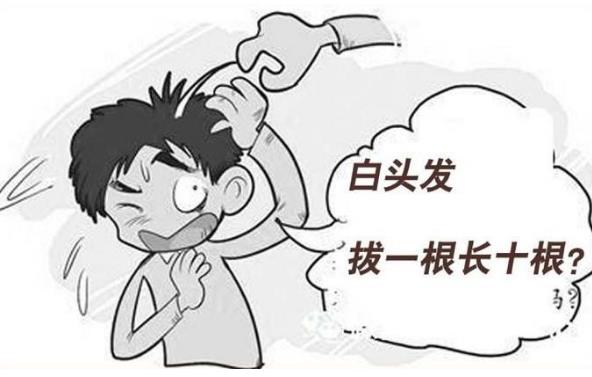 白頭發(fā)如何根治才能變成黑頭發(fā)？白頭發(fā)真的是拔一根會長十根嗎