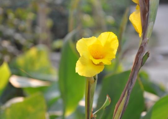 蕓香草對(duì)人有什么好處？使用蕓香草的宜忌