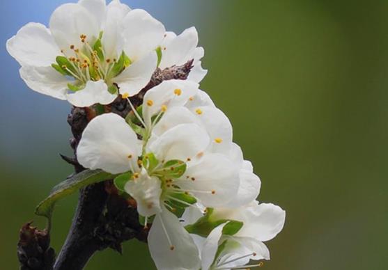 如何判斷自己是不是花粉過(guò)敏？花粉過(guò)敏了怎么辦？