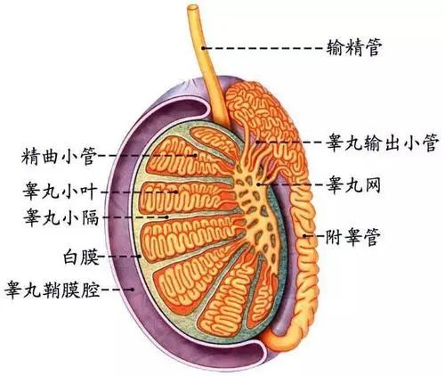 北京紫荊醫(yī)院看男科怎么樣？睪丸痛怎么辦