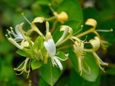 喝金銀花茶有哪些好處？金銀花有哪些食用禁忌？