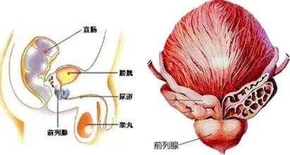 北京紫荊醫(yī)院是私立的嗎？貪吃腹痛竟然“惹來”前列腺炎