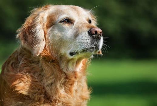 狂犬病人會傳染給人嗎？狂犬病潛伏期是多長時間？