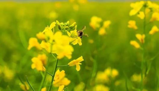 吃油菜花有哪些好處？油菜花和油菜有哪些區(qū)別