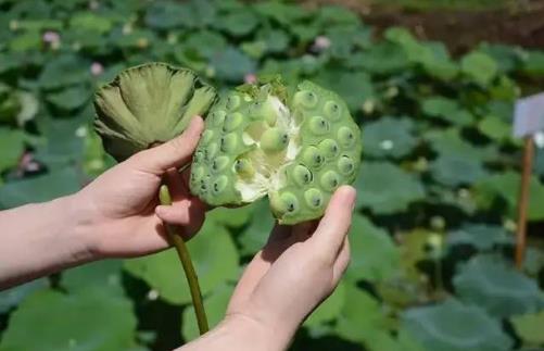 吃蓮子有哪些好處？新鮮蓮子怎么吃好