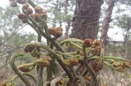 蕨菜的做法有哪些？蕨菜的食用禁忌