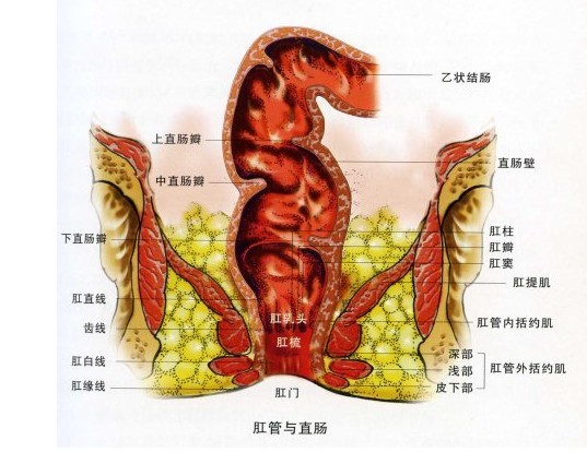 武漢馬應龍肛腸醫(yī)院看直腸潰瘍好嗎 效果如何呢