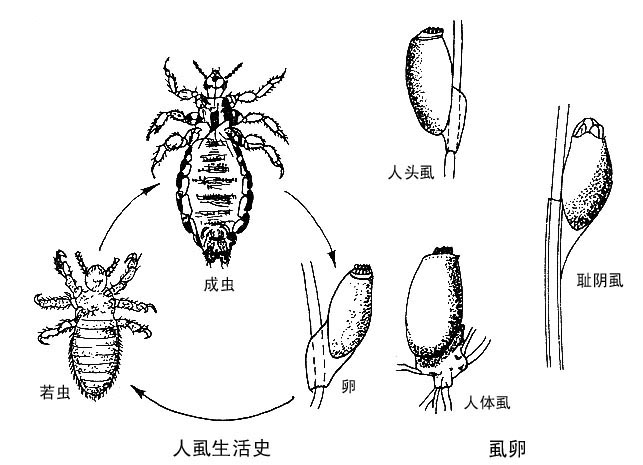 長了陰虱怎么辦？為什么會長陰虱？[圖]