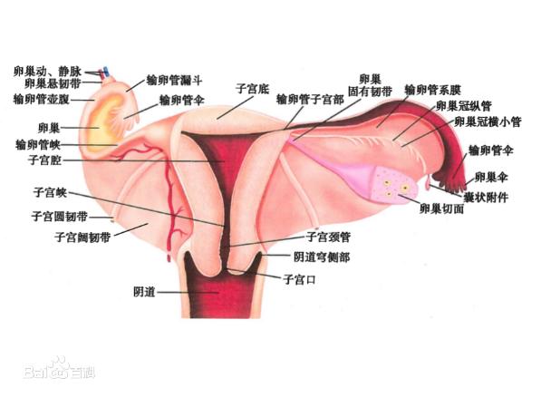 女人下面是什么樣子的圖片 陰部真實構造解剖結構圖