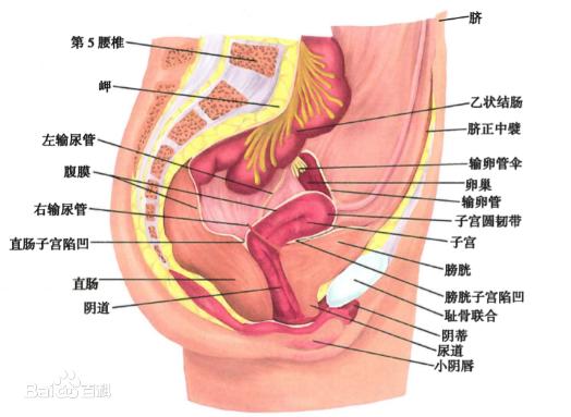 女人下面是什么樣子的圖片 陰部真實構造解剖結構圖