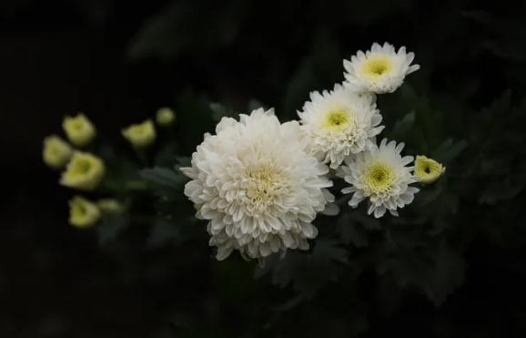 菊花可以吃嗎？菊花應(yīng)該怎么吃？