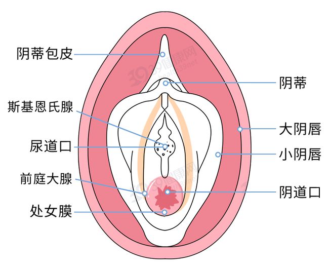 女人的兩瓣陰唇是不一樣大小的？女人兩片陰唇不一樣大嗎？[圖]