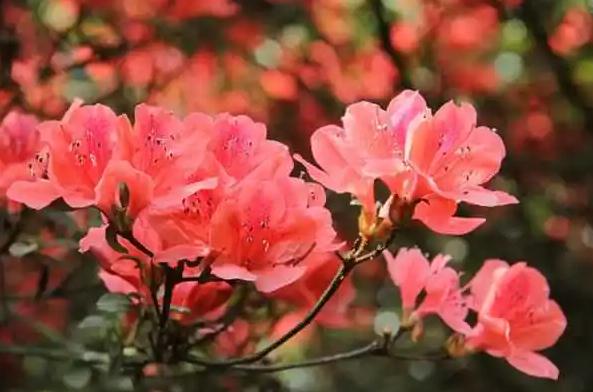 杜鵑花的花語是什么呢？杜鵑花的花期是什么時候？