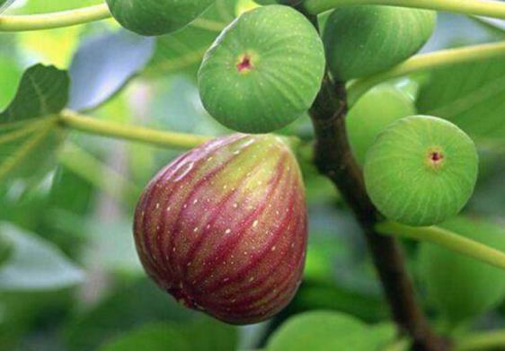 無花果能治白班嗎 新鮮無花果葉泡酒治白癜風