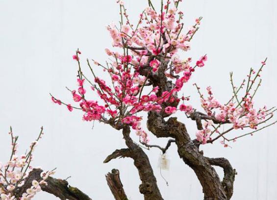 怎樣讓梅花春節(jié)開花 保證溫度水分進行催花